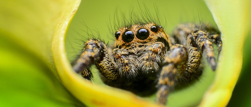 Fauna en la region