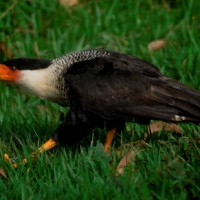 <span style="font-style: italic">Caracara cheriway</span>