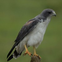 <span style="font-style: italic">Geranoaetus albicaudatus</span>