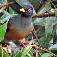 <span style="font-style: italic">Turdus fulviventris</span>